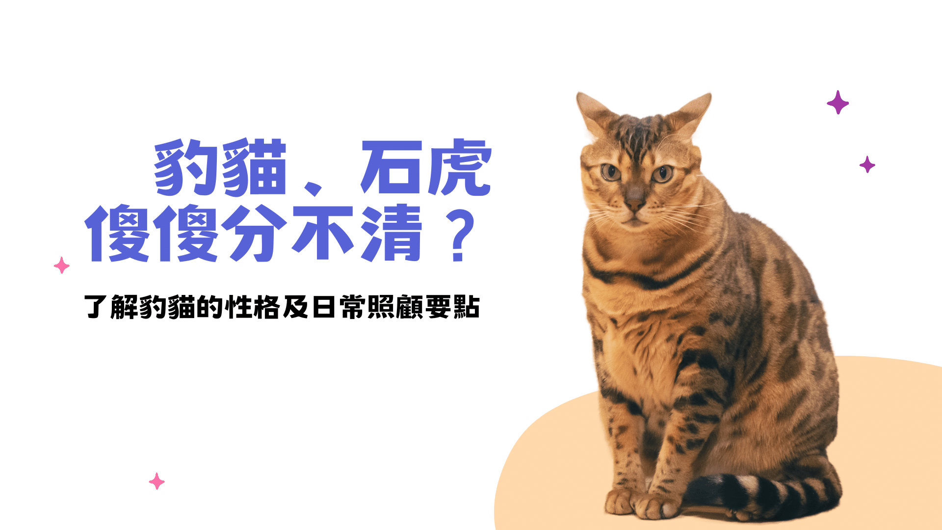 豹貓、石虎傻傻分不清？了解豹貓的性格及日常照顧要點