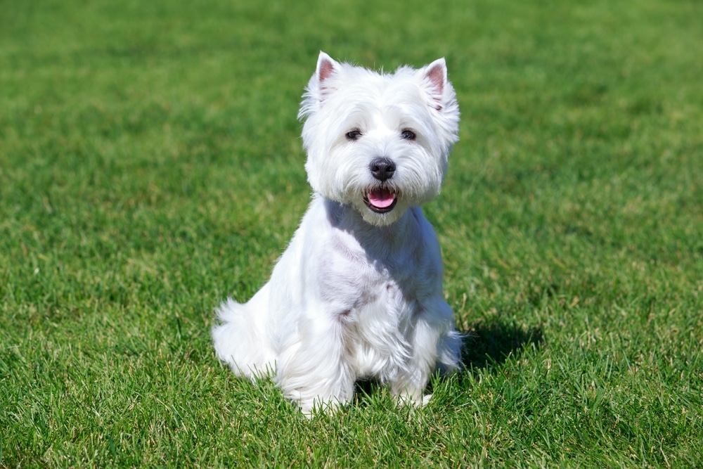 廣告明星西高地白㹴犬！西沙白梗犬個性及飼養方式全攻略！