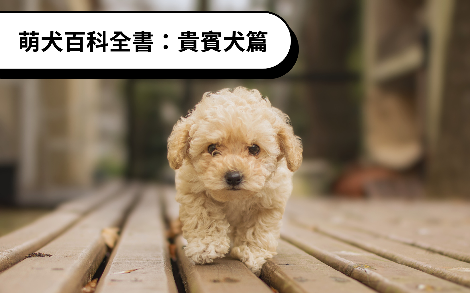 萌犬百科全書：貴賓犬篇