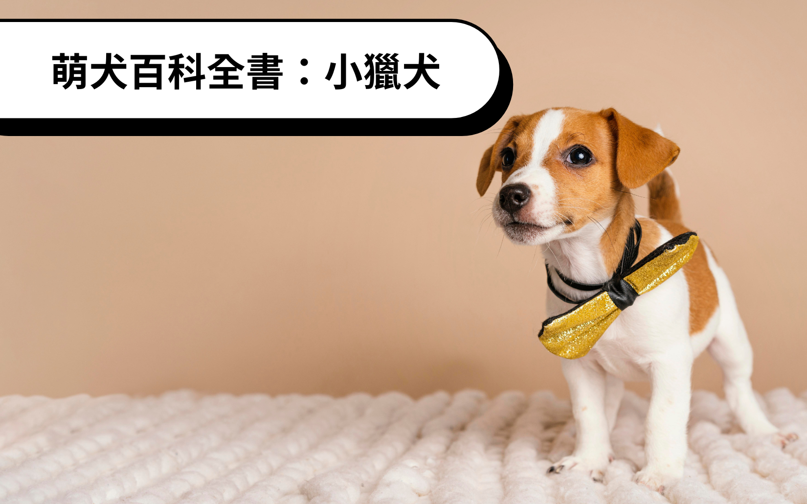 萌犬百科全書：小獵犬