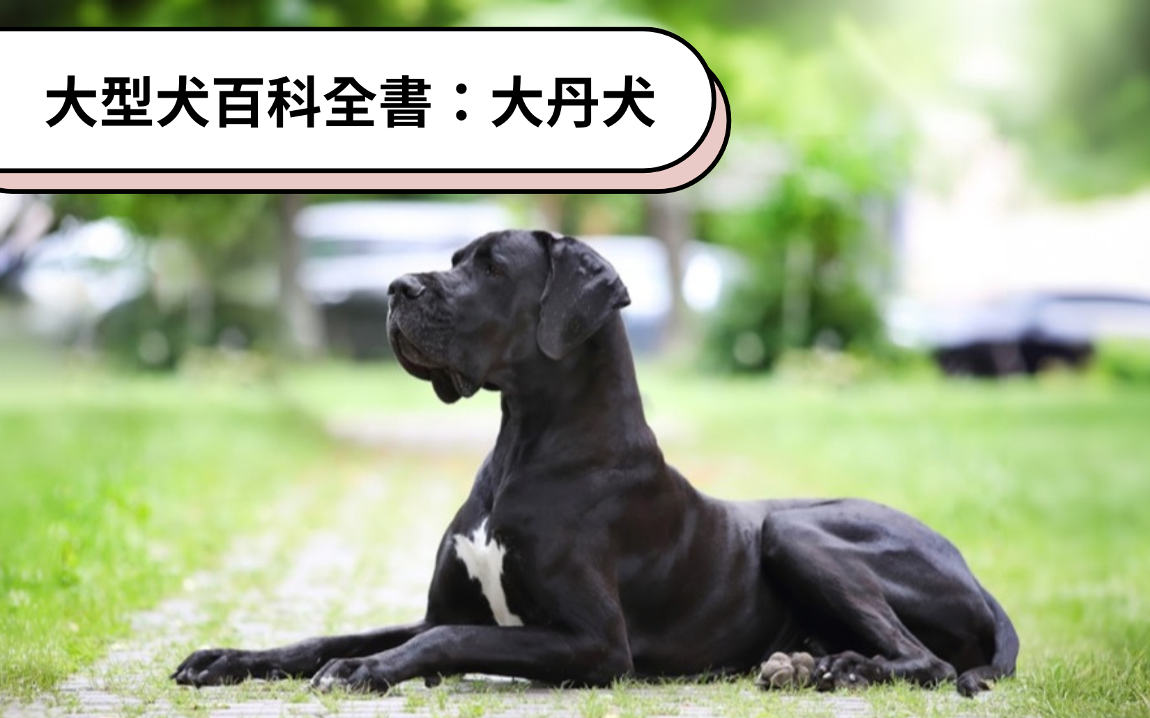 大型犬百科全書：大丹犬