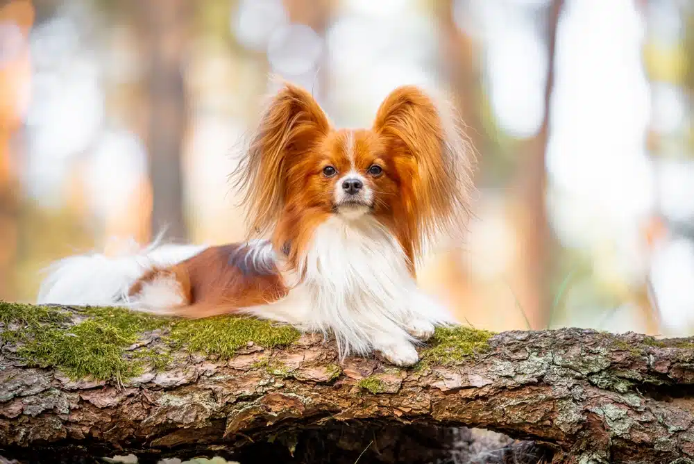 蝴蝶犬好養嗎？有哪些禁忌？飼養前必須知道的蝴蝶犬大小事！