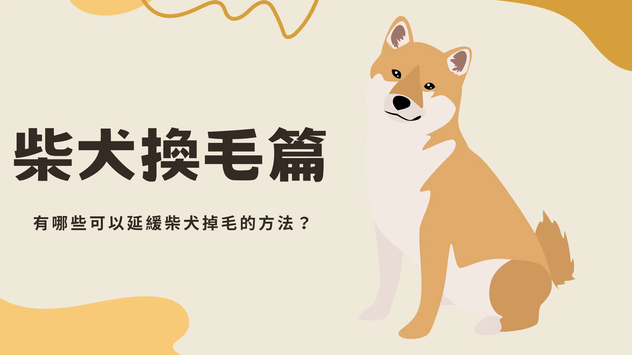 寵物日常｜柴犬換毛篇