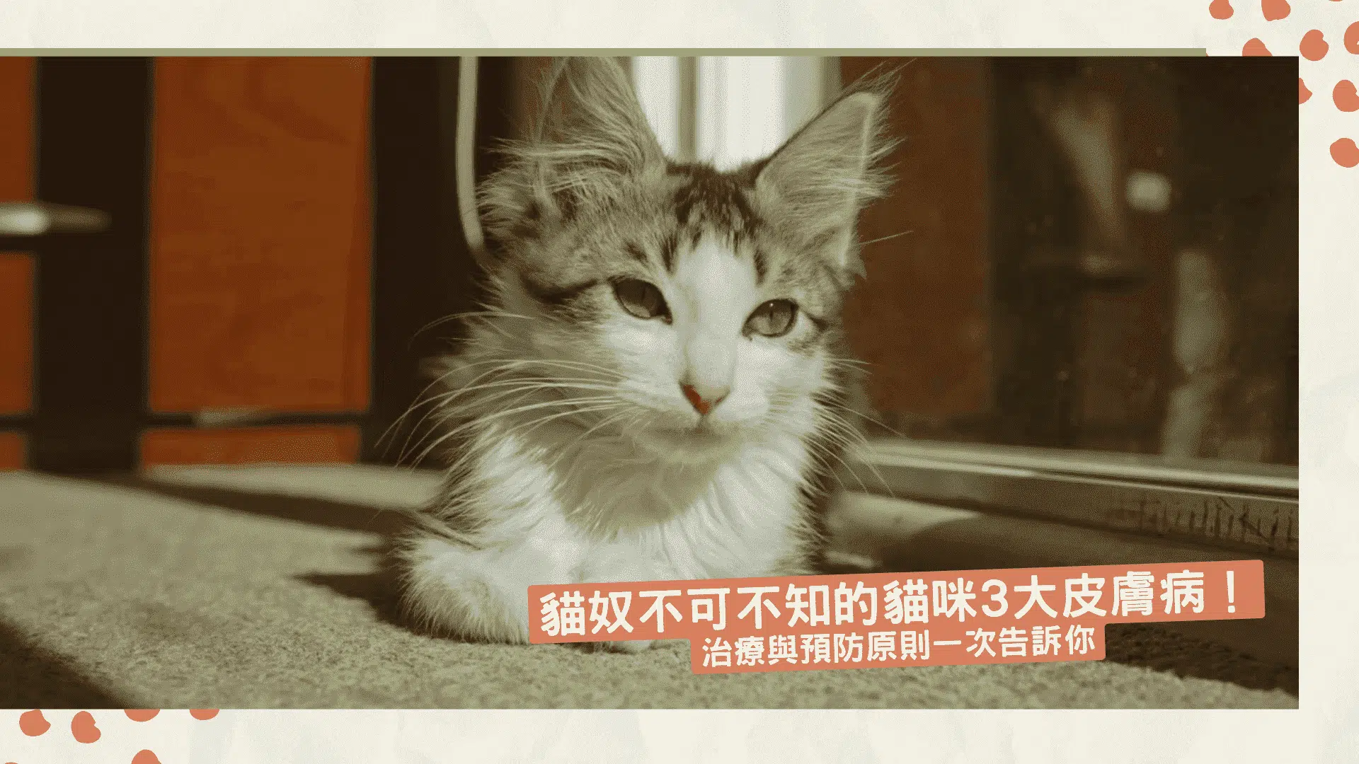 貓奴不可不知的貓咪3大皮膚病！治療與預防原則一次告訴你