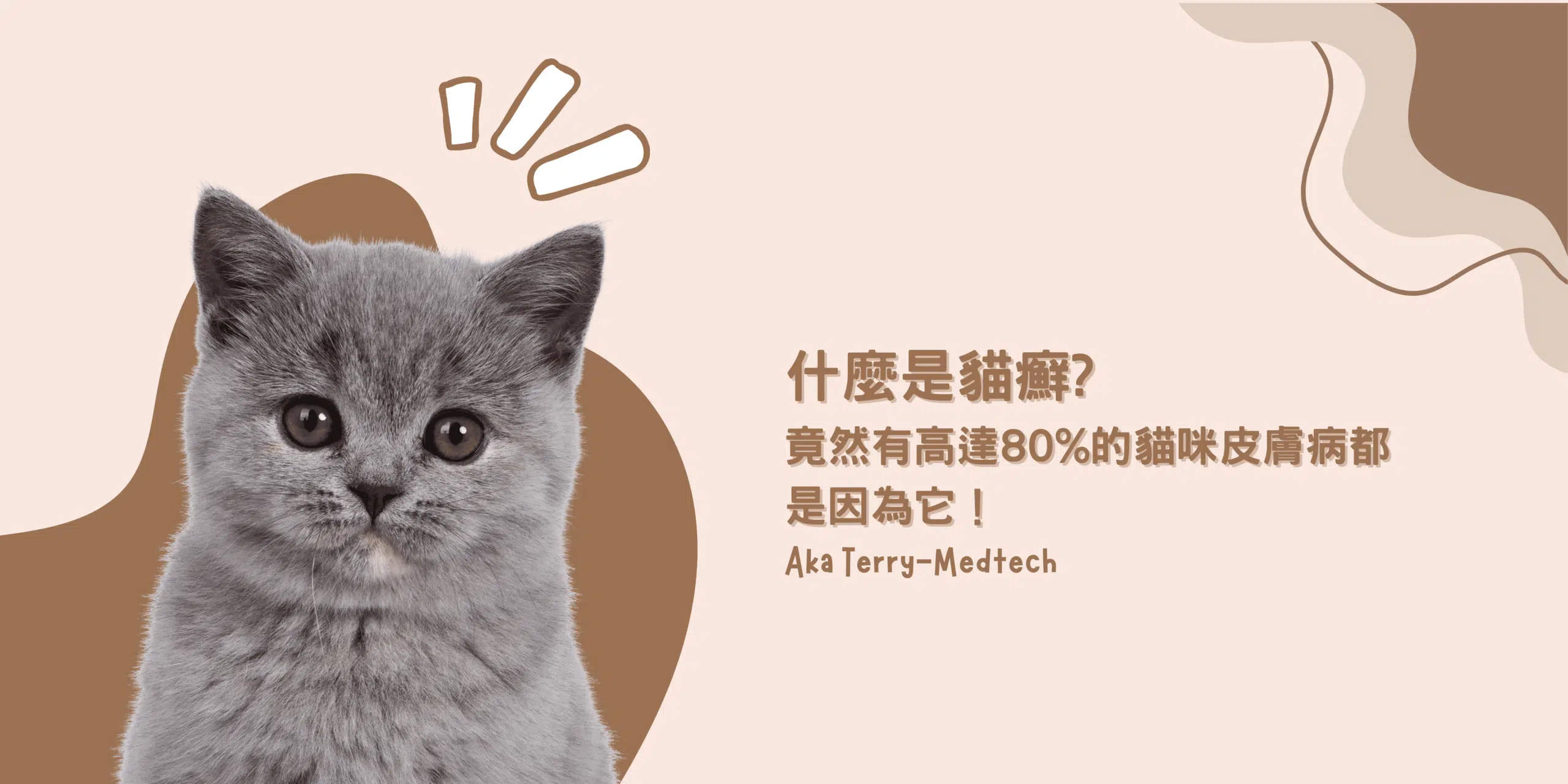 人與貓都會中標的「貓癬」，高達80%的貓咪皮膚病都是因為它！