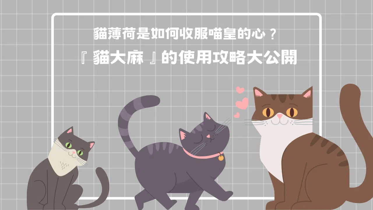 貓薄荷是如何收服喵皇的心？貓會因此上癮嗎？『貓大麻』的使用攻略大公開