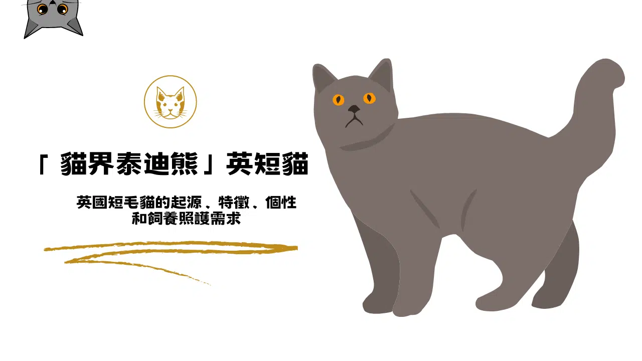 「貓界泰迪熊」英短貓！英國短毛貓特徵、個性和飼養照護需求