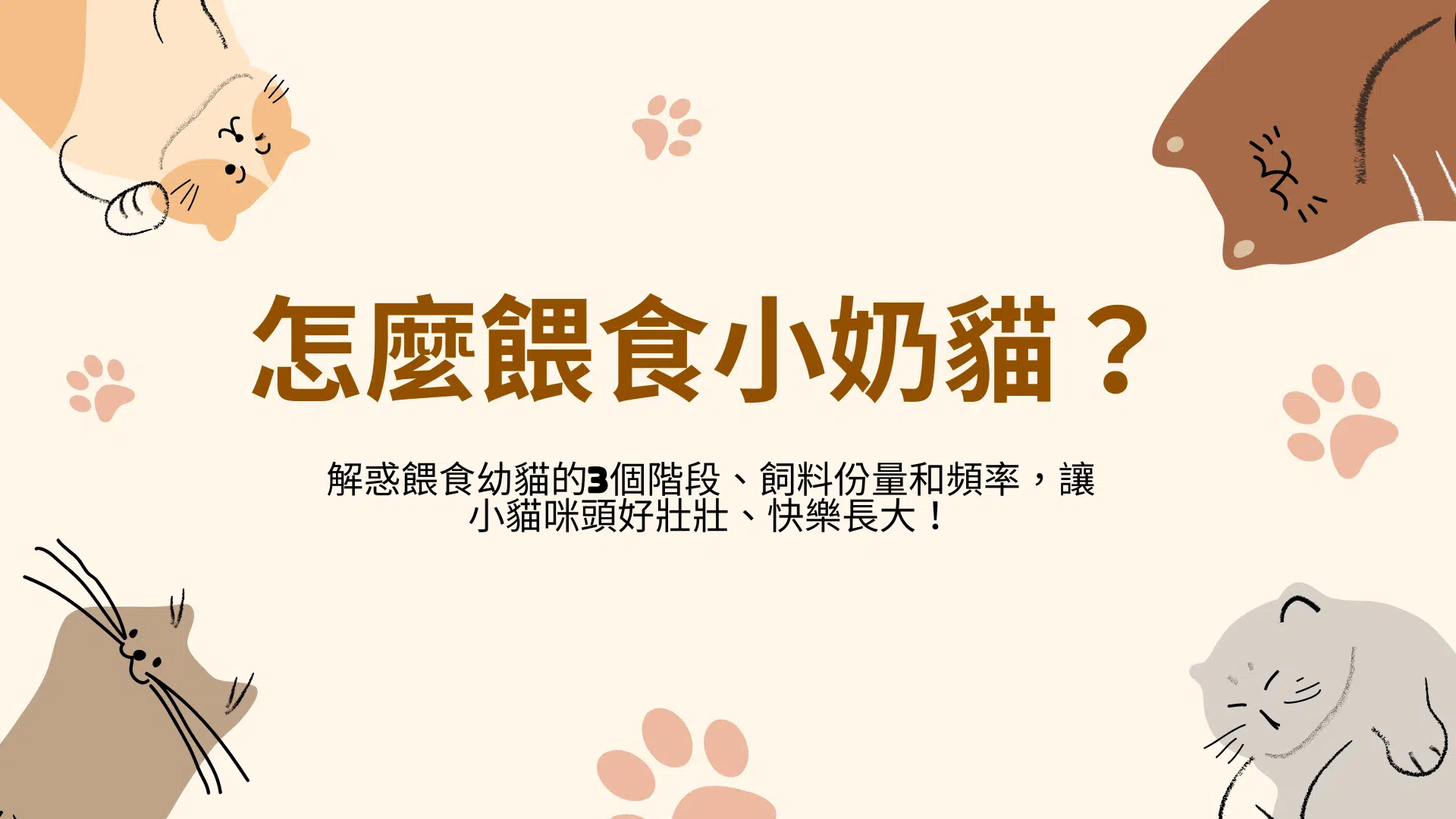 解惑餵食幼貓的3個階段、飼料份量和頻率，讓小貓咪頭好壯壯、快樂長大！