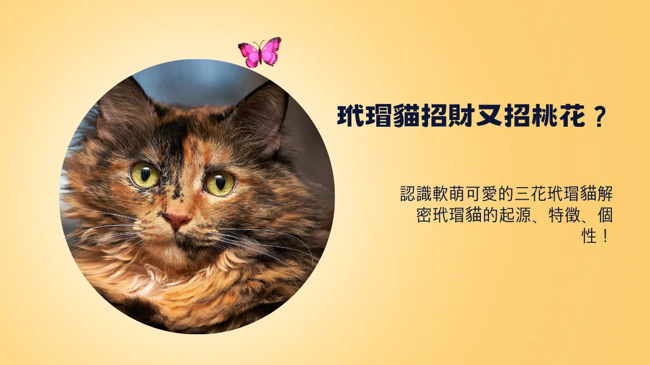 軟萌可愛的三花玳瑁貓 – 解密玳瑁貓的起源、特徵、個性！
