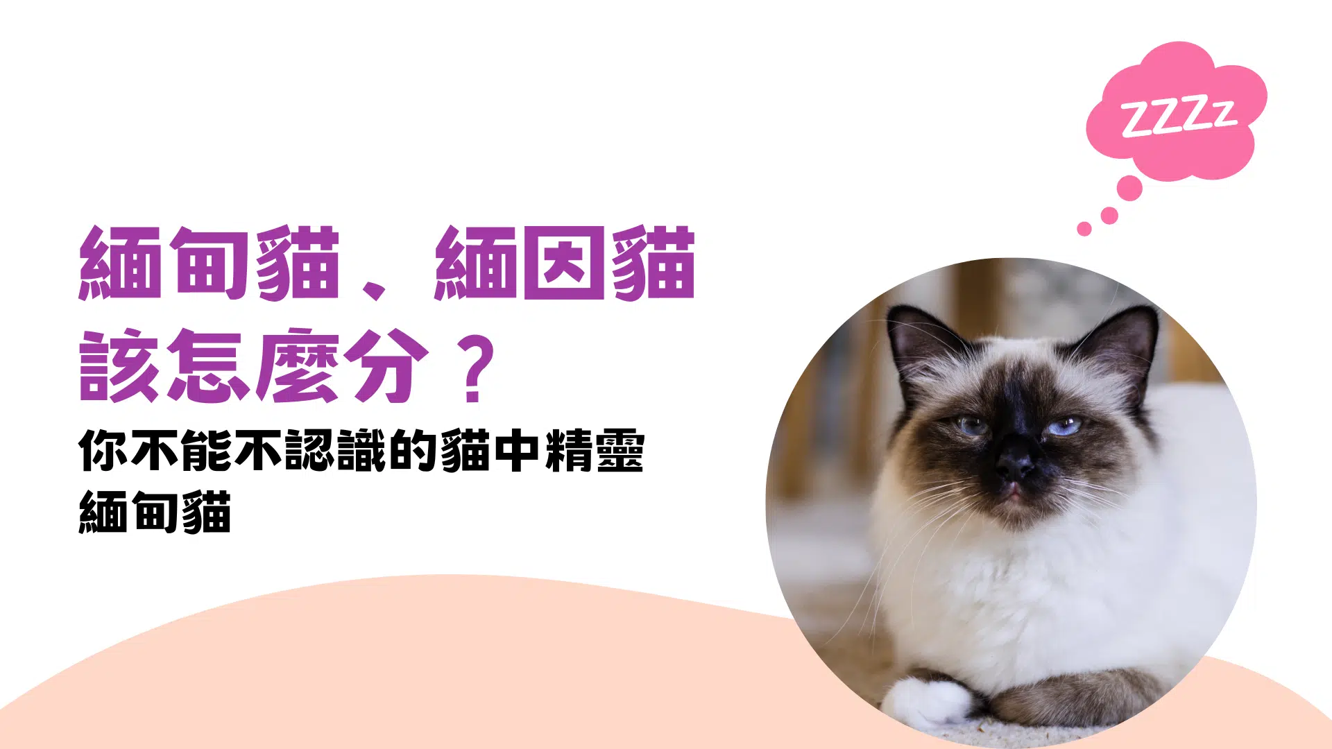緬甸貓、緬因貓傻傻分不清楚？！一起認識貓中精靈：緬甸貓