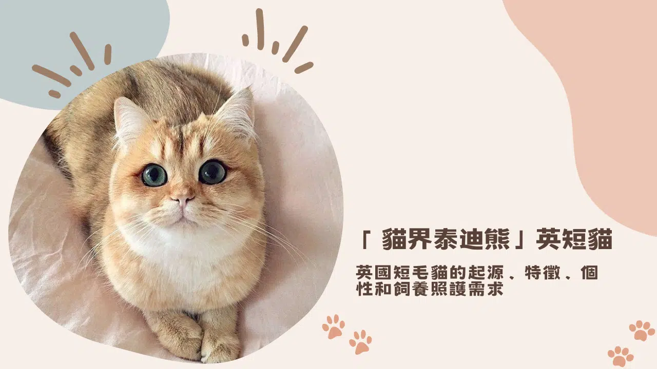 認識「貓界泰迪熊」英短貓！短毛貓的起源、特徵、個性和飼養照護需求