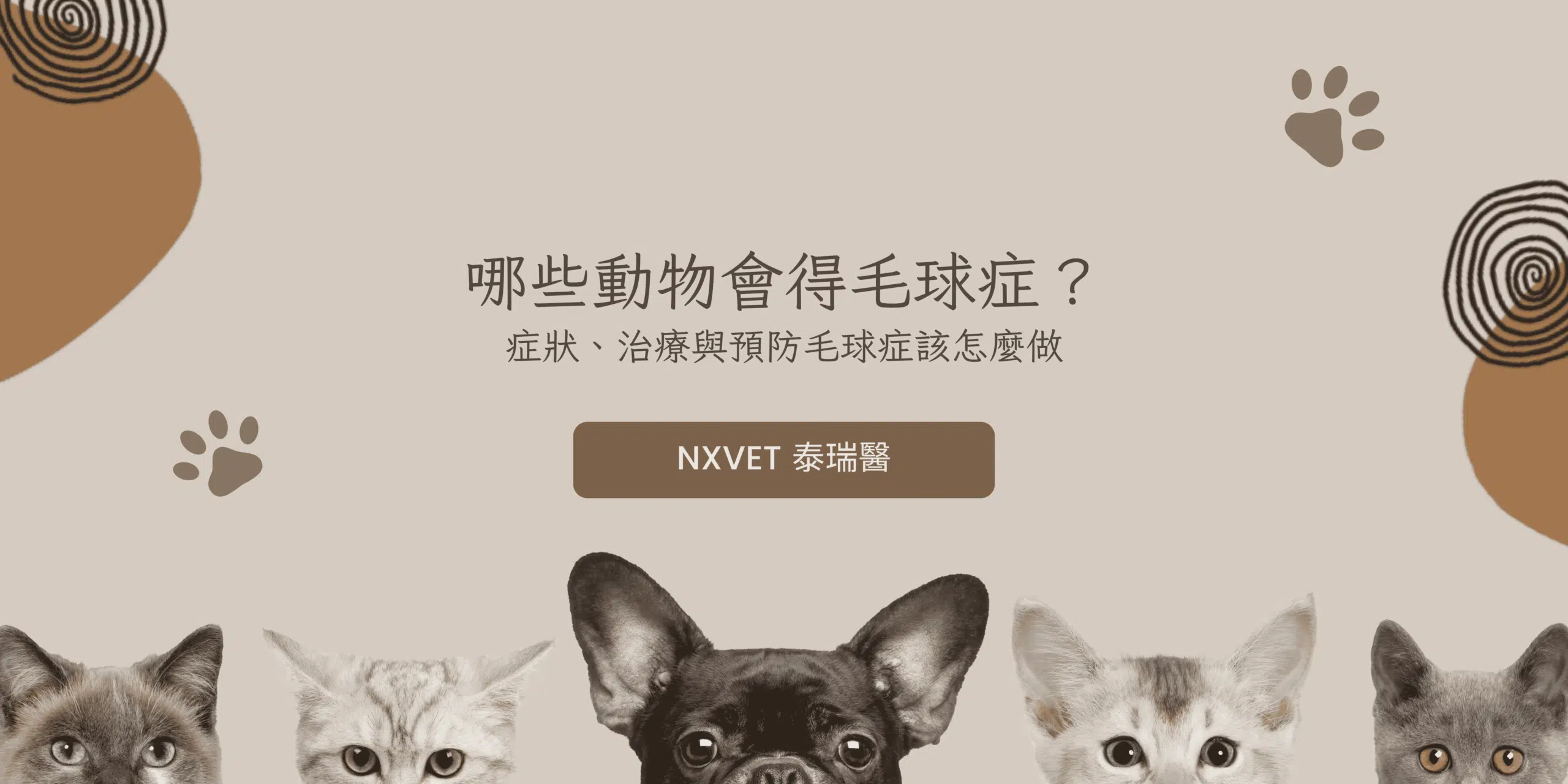 哪些動物會得毛球症？症狀、治療與預防毛球症該怎麼做