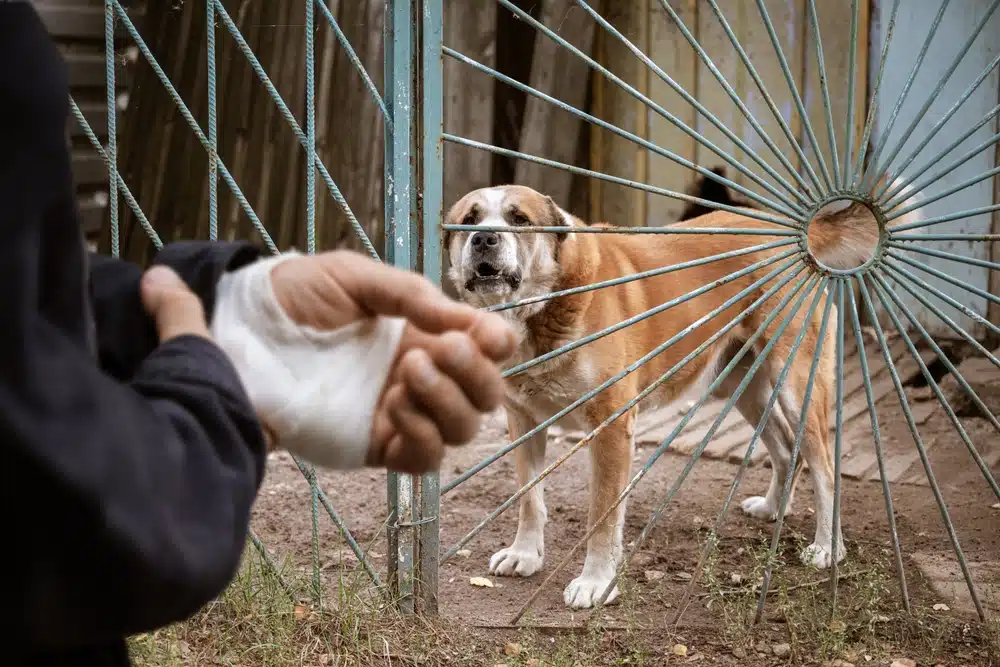狂犬病令人聞風喪膽？5分鐘掌握狂犬病症狀與避免被傳染懶人包
