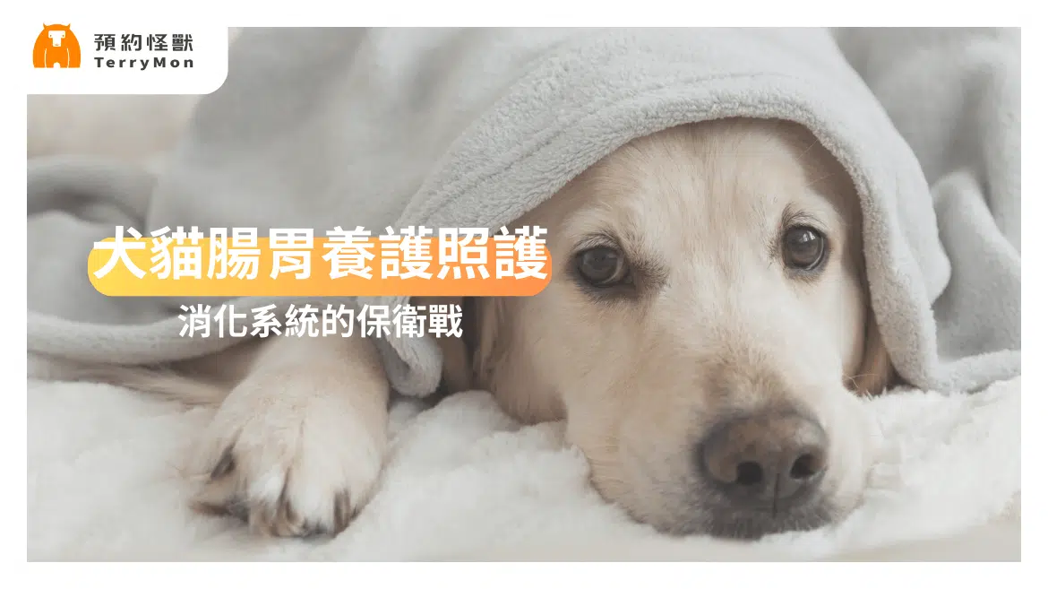 犬貓腸胃養護照護：消化系統保衛戰