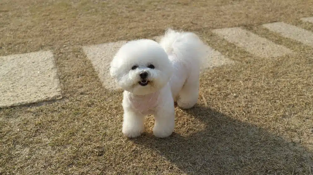 連西班牙親王都愛的比熊犬，個性溫柔黏人，需要陪伴就養牠！