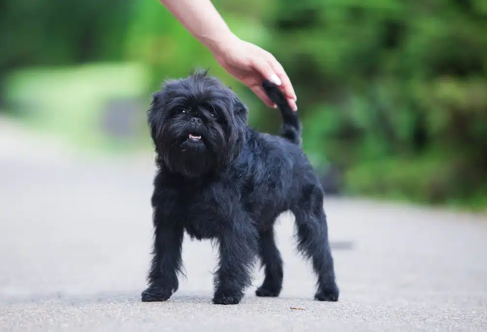 你有聽過猴㹴嗎？快來認識這個聰明靈巧又獨立的小萌犬