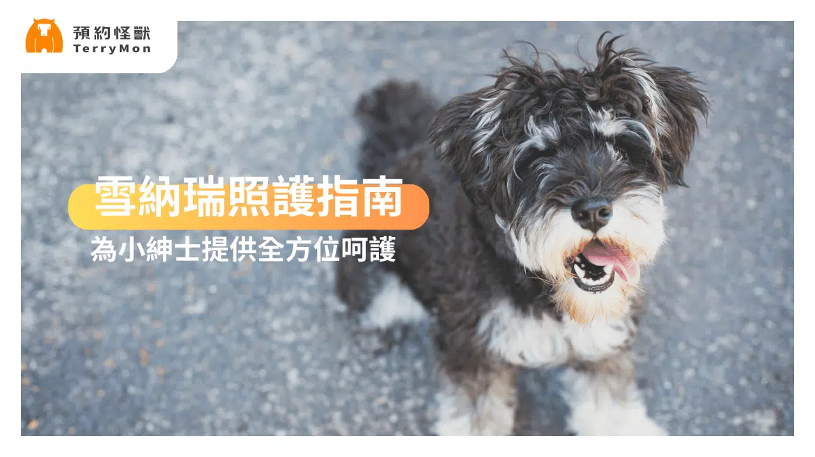 雪納瑞犬照護指南：為小紳士提供全方位呵護！