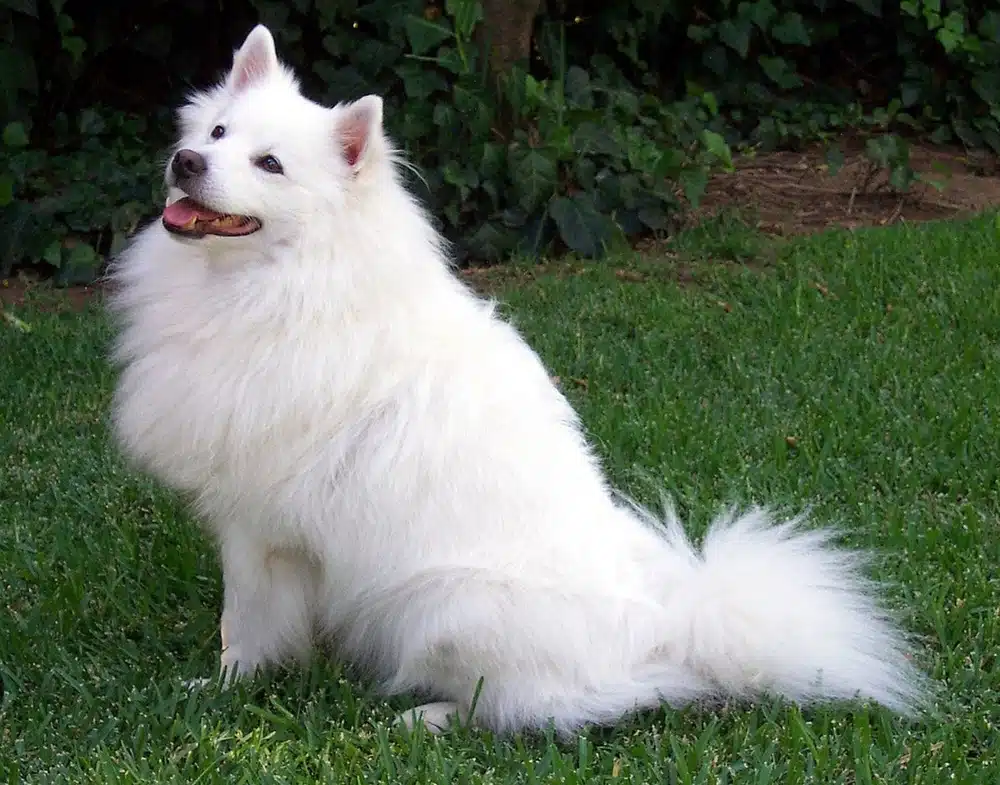一身雪白毛髮惹人愛！炫技萌寵愛斯基摩犬，飼養機密大公開！