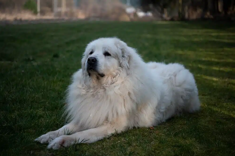 大白熊犬是羊群的守護神！深入瞭解大白熊犬個性與照顧方式