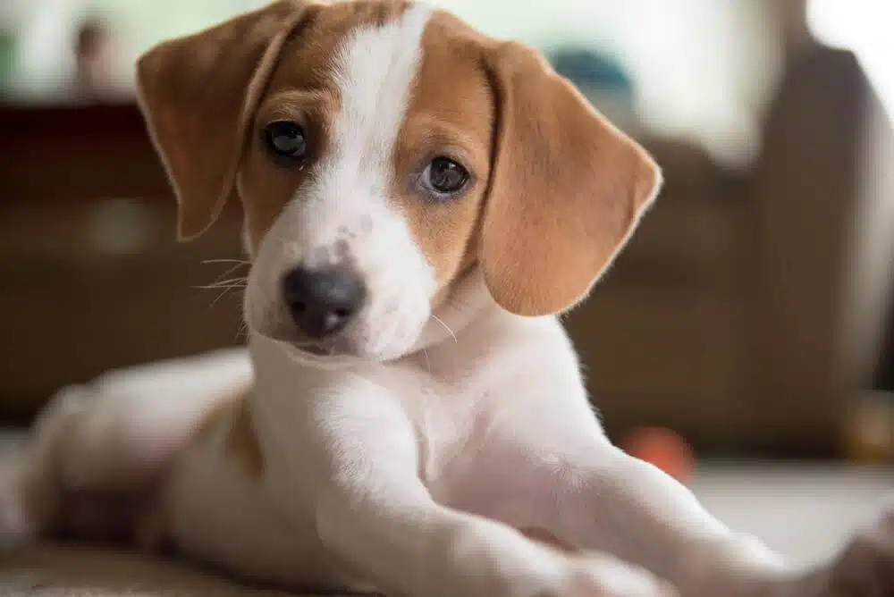 小獵犬米格魯個性、外型剖析，開箱全球人氣爆棚棕色小狗！