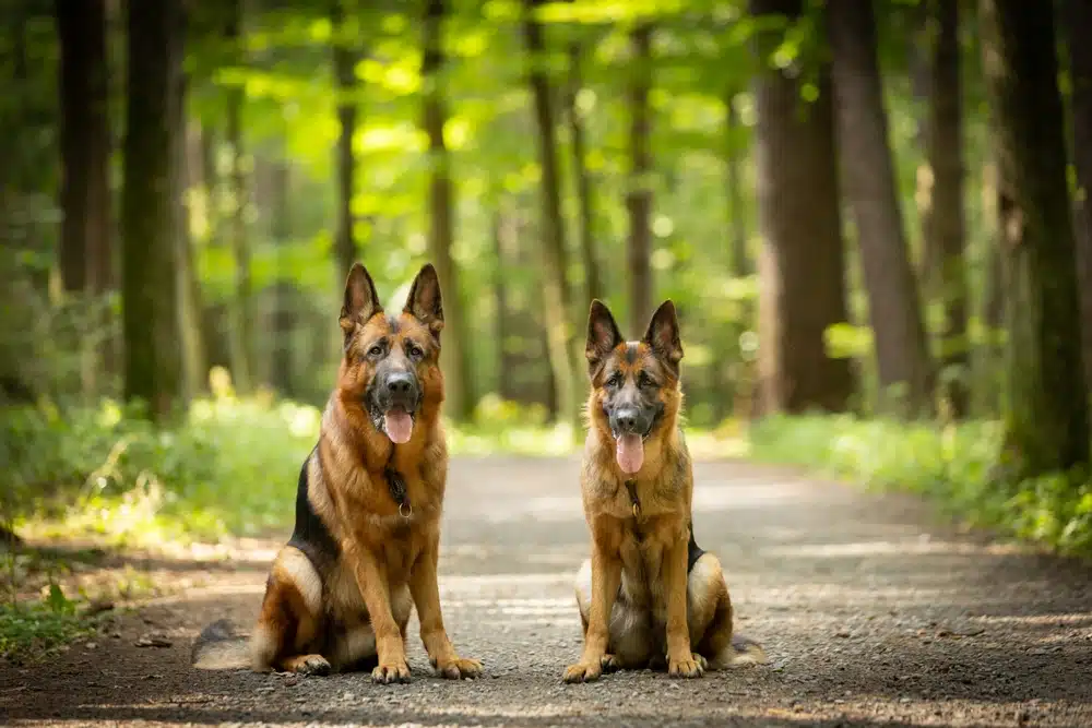 狗界風紀股長！德國牧羊犬其實很溫柔，4大飼養法一次掌握