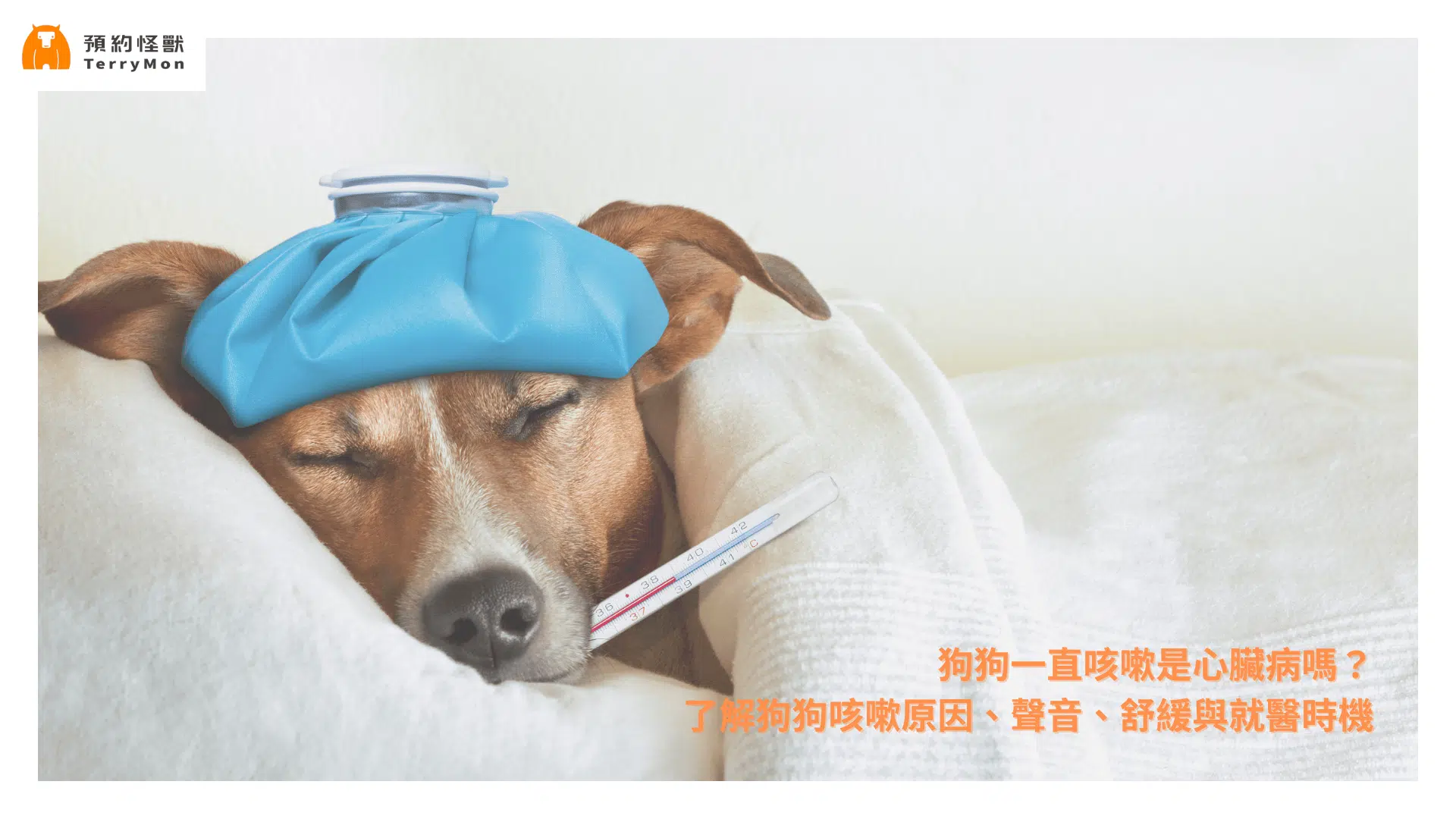 狗狗一直咳嗽是心臟病？了解狗狗咳嗽原因、聲音、舒緩與就醫時機