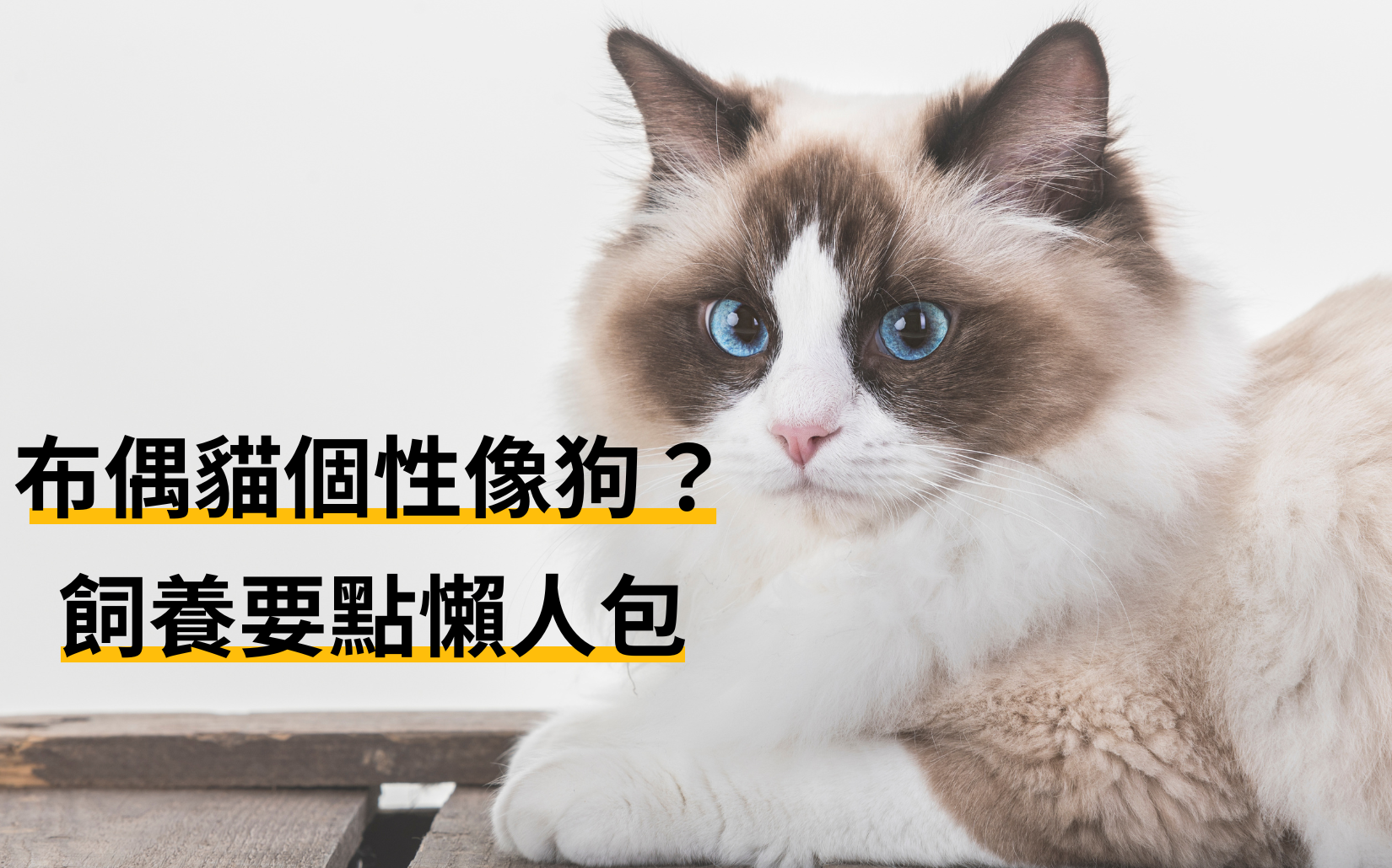 愛寵專區
