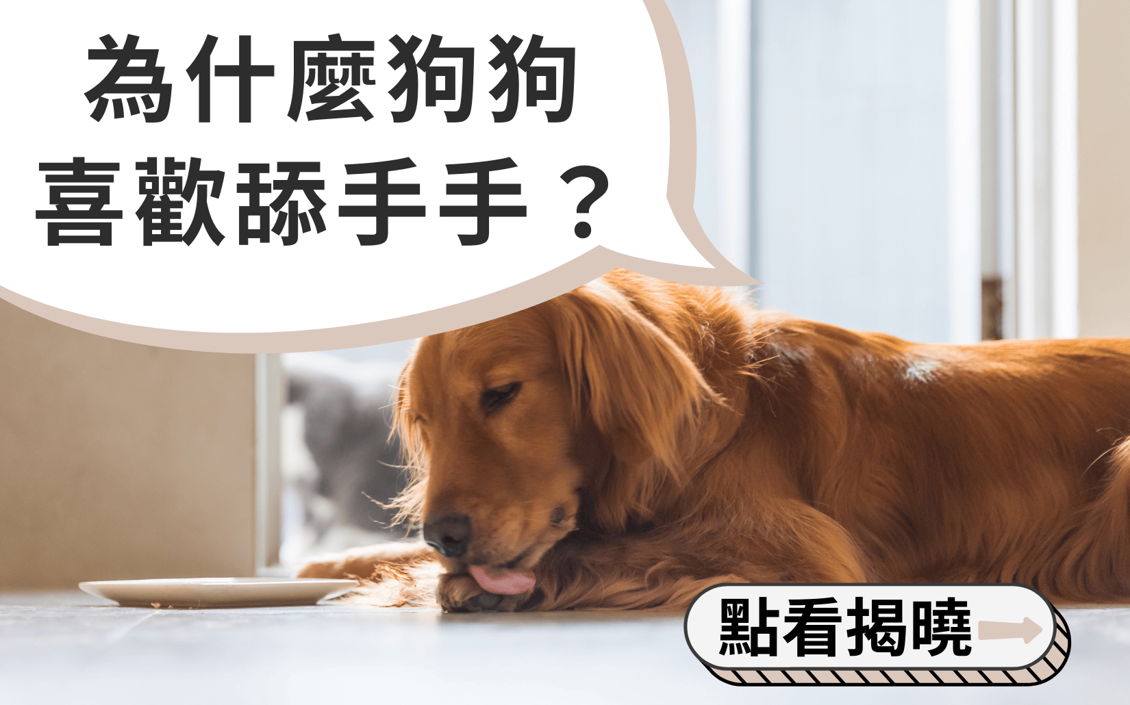 愛寵專區